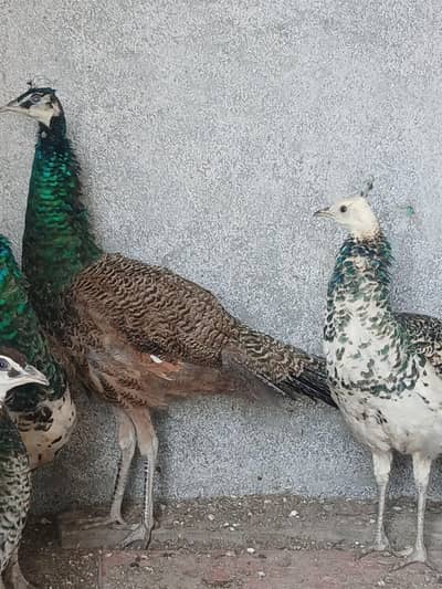 2 Peacocks male Blak and blue shoulder for sell