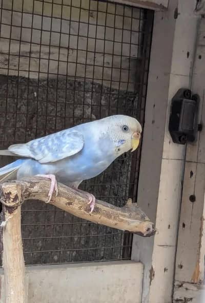 budgerie breeder and jawa breeders for sale