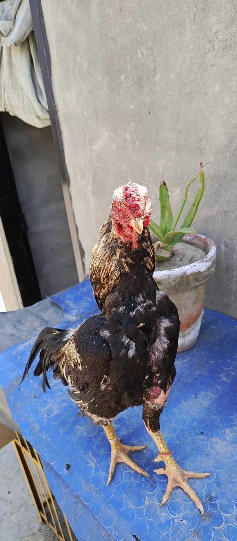 Aseel Mianwali java Rooster 0