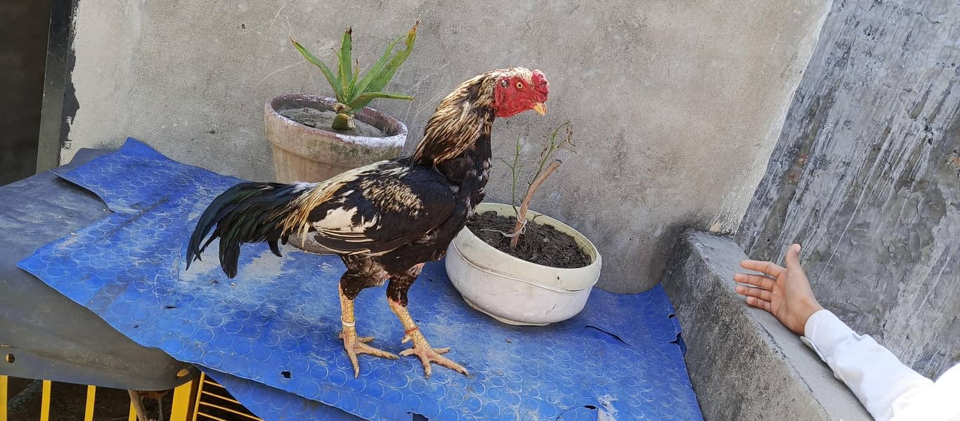 Aseel Mianwali java Rooster 1