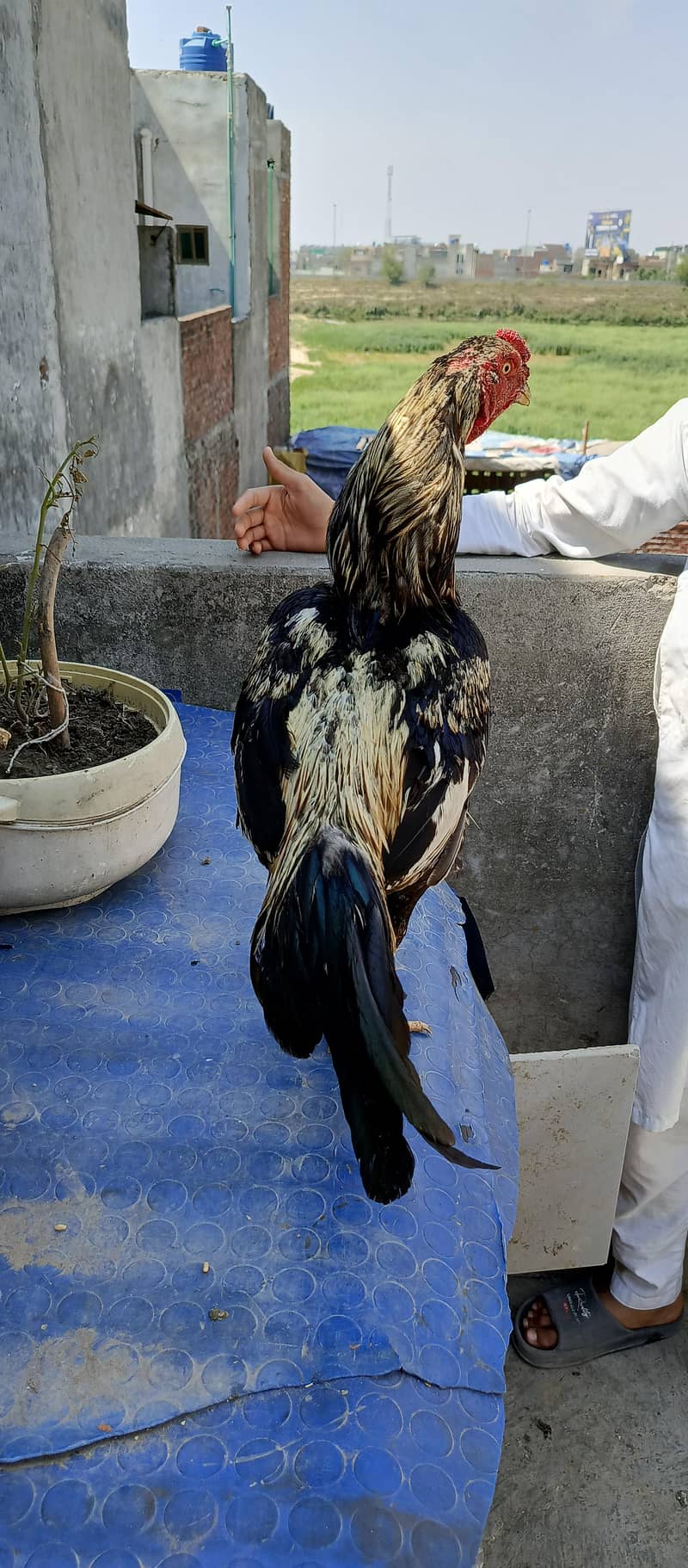 Aseel Mianwali java Rooster 2