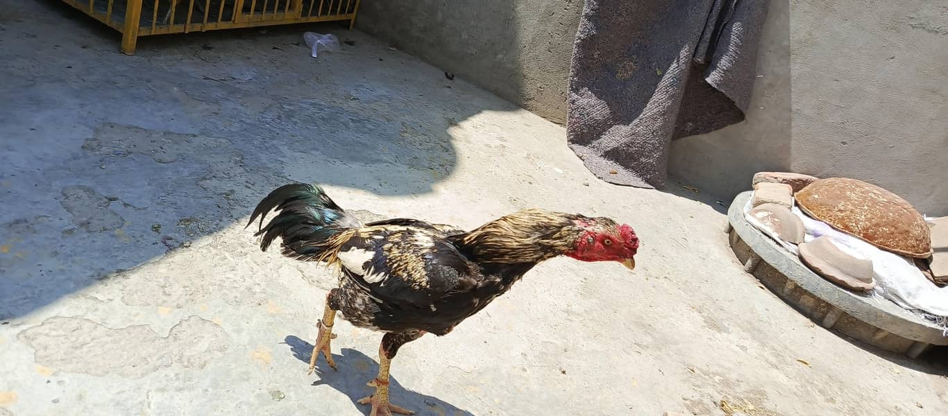 Aseel Mianwali java Rooster 3