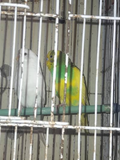 one pair budgie ready to breeding  1000