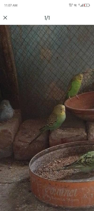 parrot sale