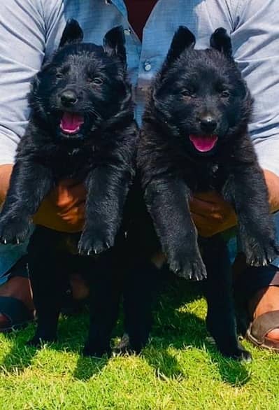 balck shepherd long cout pair 2 mahnt for sale active and healthy