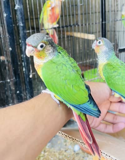 Handtamed conures fully friendly