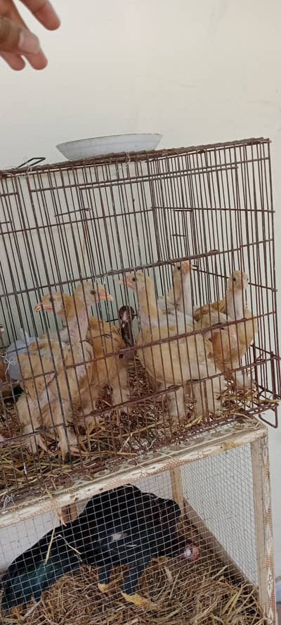 Healthy active and ready to breed