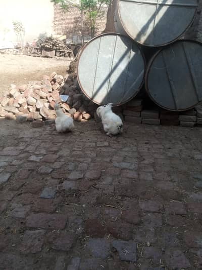 White Silkie Pair