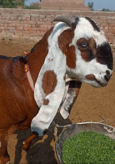 Goat For Sale