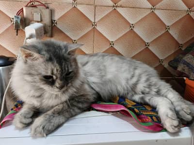 Prison cat for sale  price  only 10000