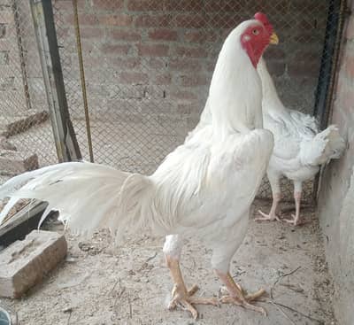 Shamo white. /75000=One Mail/Two Female