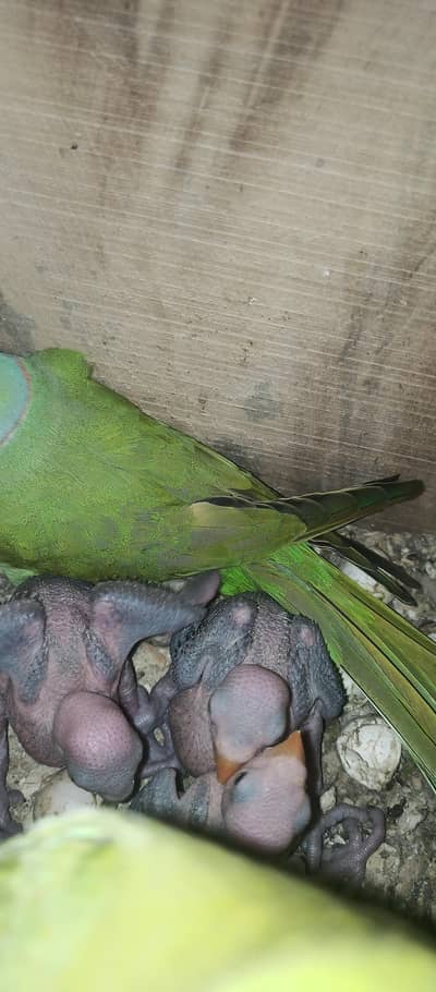 Ringneck chicks for sale