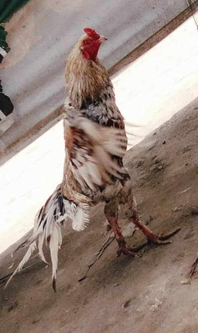 urgent sale aseel lasani only 10000 3 time winner 03214167286 contact