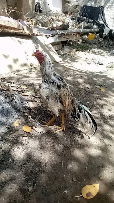 miawali mazboot  gahr ka patha