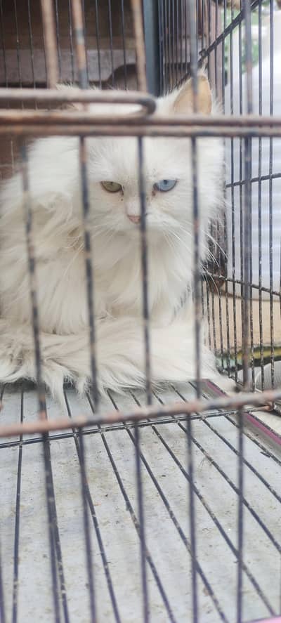 health & active persion pair for sale