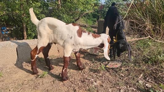 بیتل کراس بکر ی ساتھ 10دن کا فیمیل  بچہ