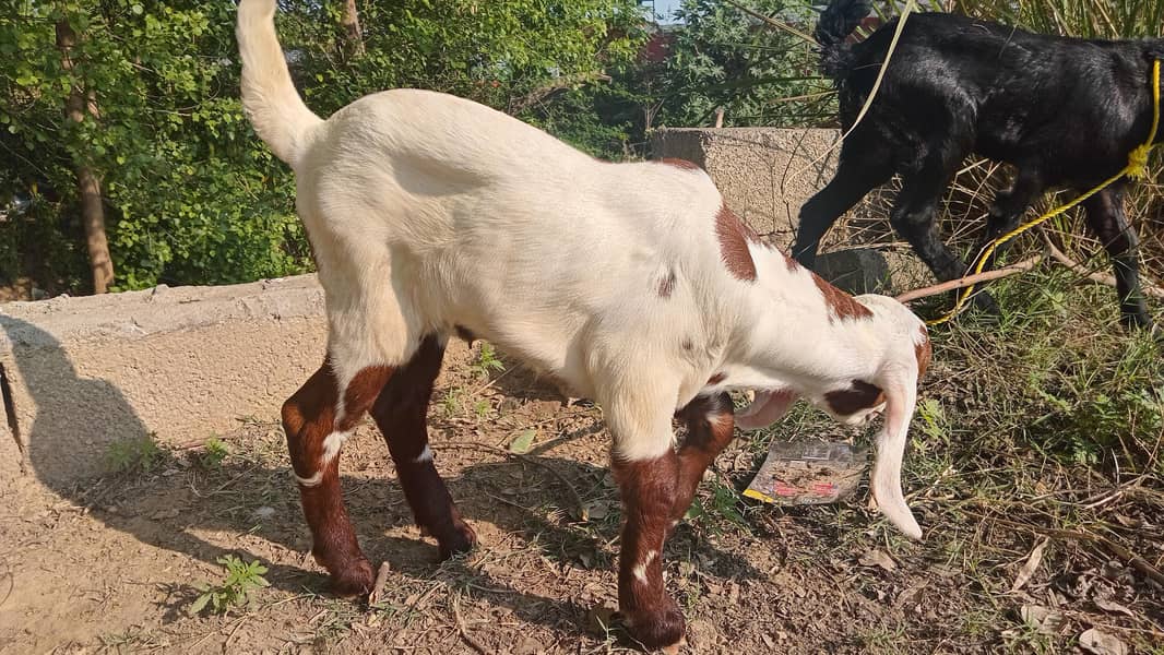 بیتل کراس بکر ی ساتھ 10دن کا فیمیل  بچہ 1