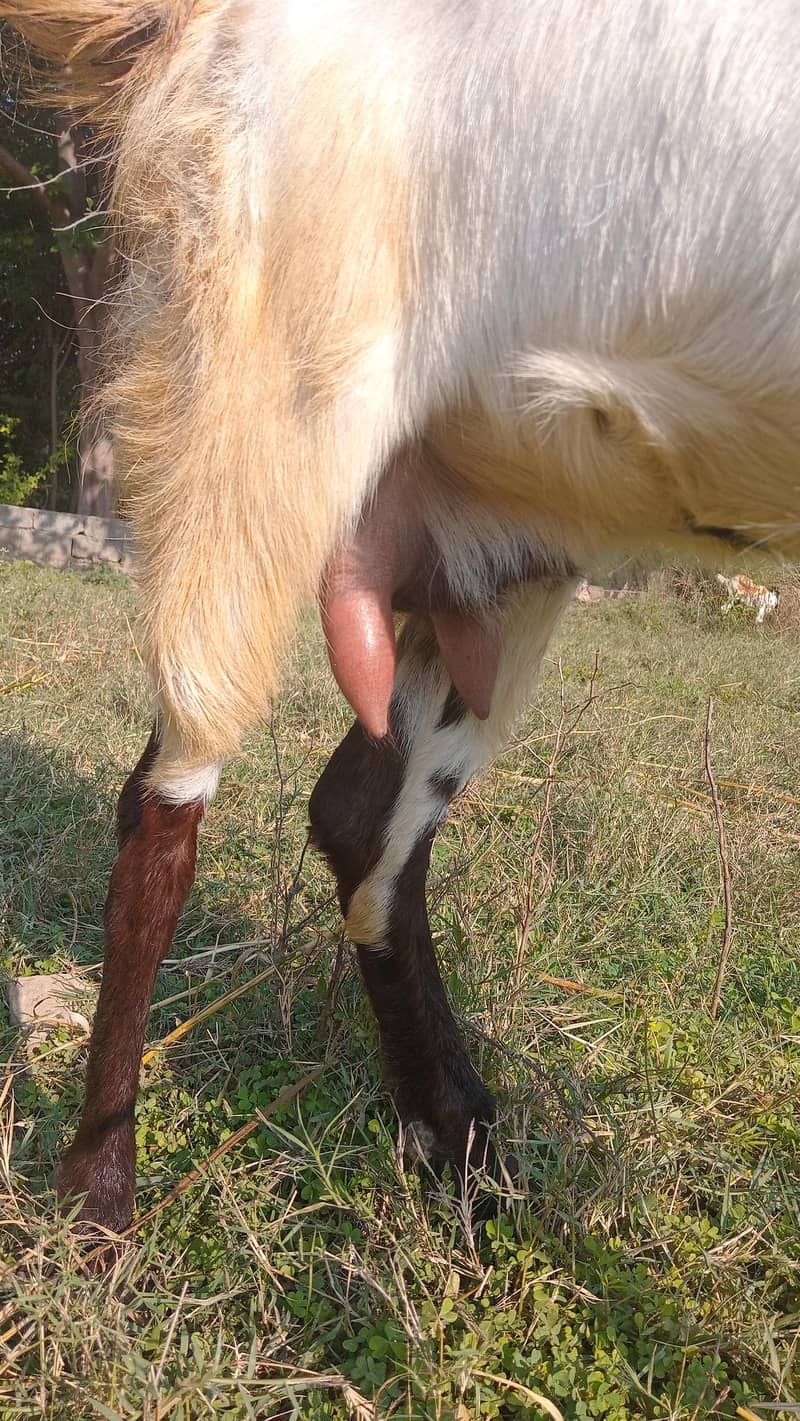 بیتل کراس بکر ی ساتھ 10دن کا فیمیل  بچہ 2