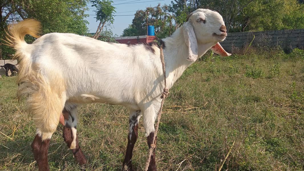 بیتل کراس بکر ی ساتھ 10دن کا فیمیل  بچہ 3