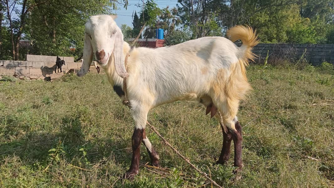 بیتل کراس بکر ی ساتھ 10دن کا فیمیل  بچہ 4