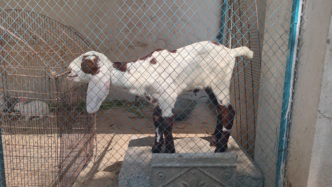 بیتل کراس بکر ی ساتھ 10دن کا فیمیل  بچہ 5