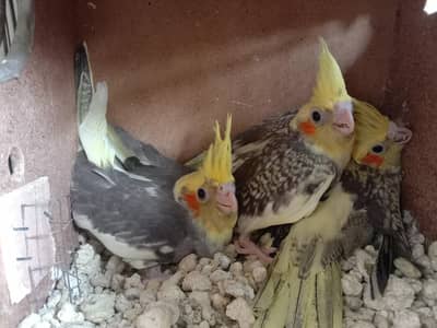 cocktail chicks for hand tame