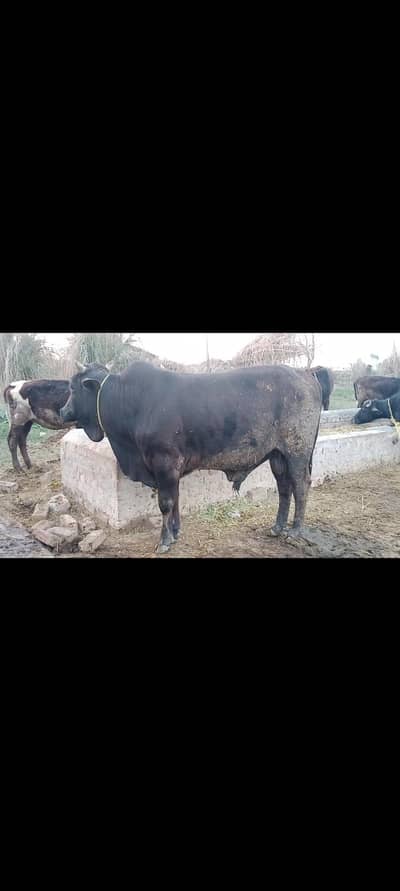 2 dand wacha for qurbani