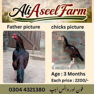 aseel chicks |Sindhi jawa aseel |lasani aseel |only for sale in lahore