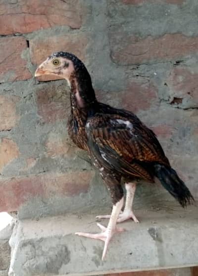 Aseel Mianwali |Sindhi aseel | aseel chicks |  only for sale in lahore