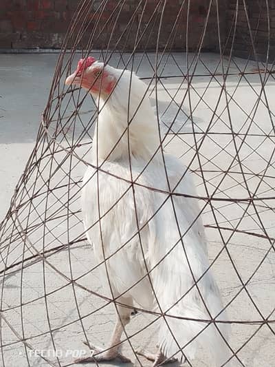 Aseel Heera male or aseel chicks