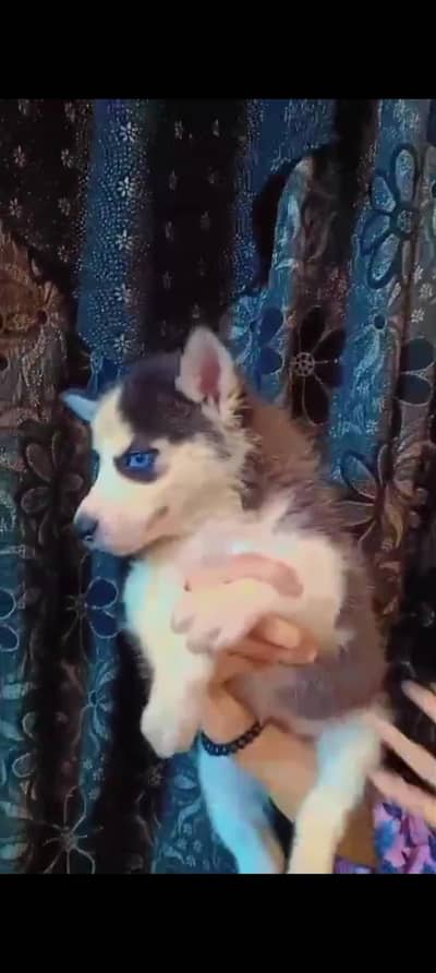 Siberian Husky female  puppy  for sale