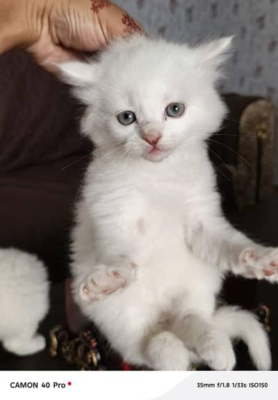 2 Months Kitten Cute