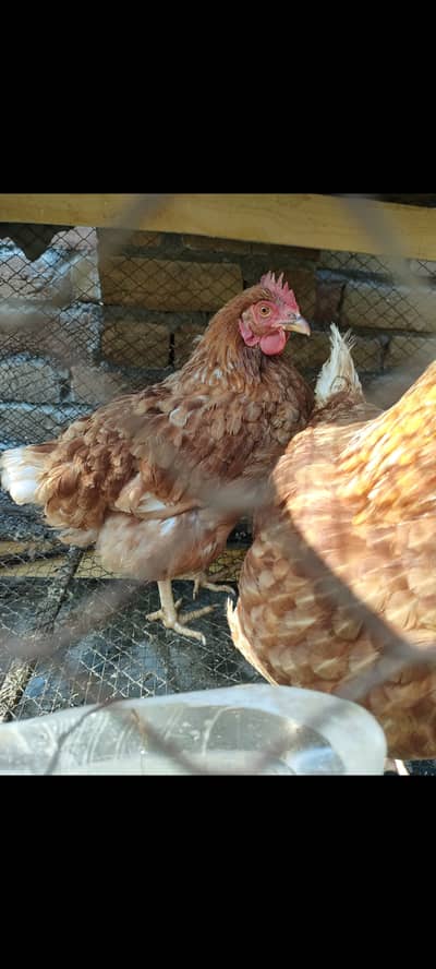 3 LohmaN browN Egg laying daily