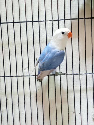 Beautiful Lovebird for sale in Shaheen Town phase 1