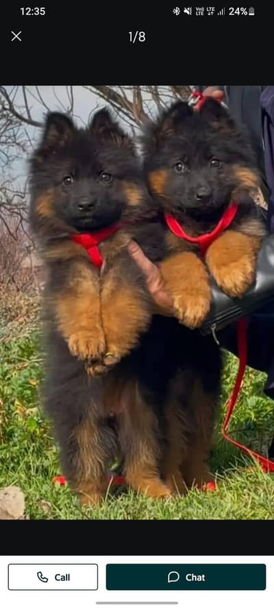 Gurman Shaft Dog My WhatsApp 03427379787  (&$5&)