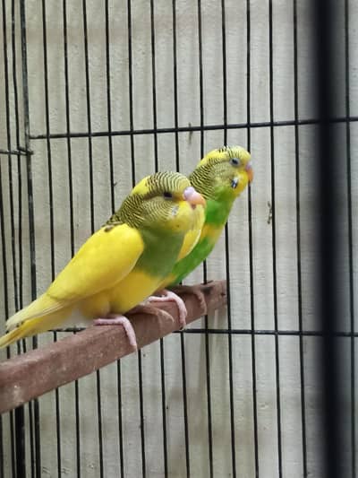 Budgie Parrot for Sale in Shaheen Town Phase 1