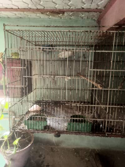 birds and cage 2 by 2 double postion