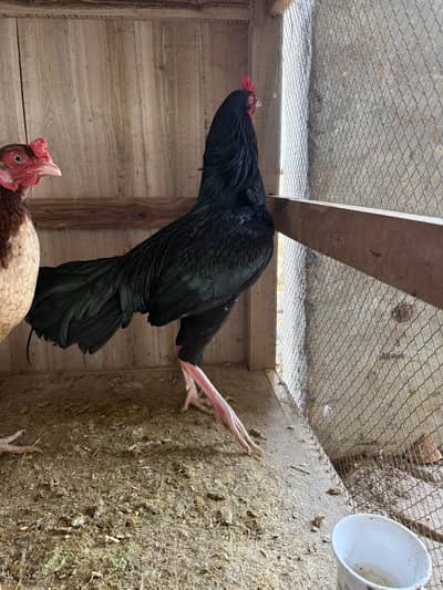 Pure aseel neel mushqa