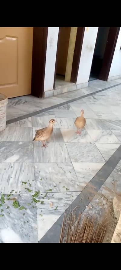 irani teetr. 15500. . . . whtsp.  03120152288. .