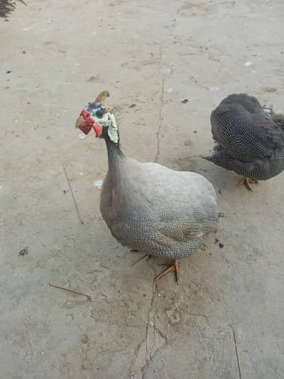 tetri or guinea fawl male and female available for sale