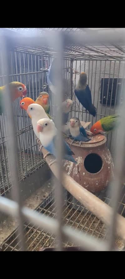 lovebirds and exi budgies