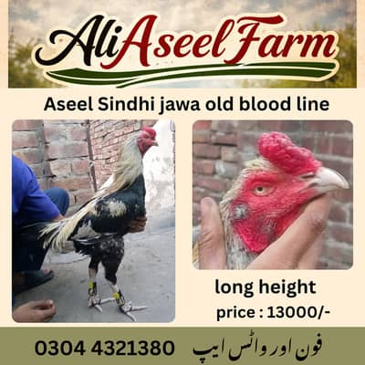 long height aseel murgha | aseel hen | chicks only for sale in lahore