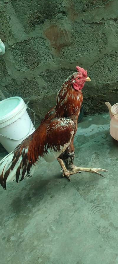 Aseel murga for sale contact 03433644676