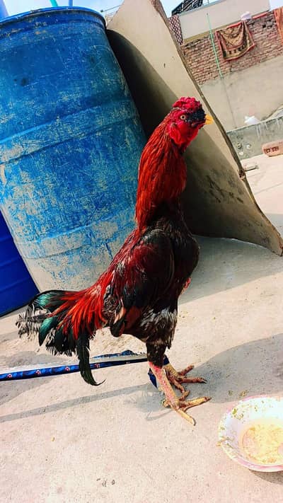 Aseel Cock Urgent Sale