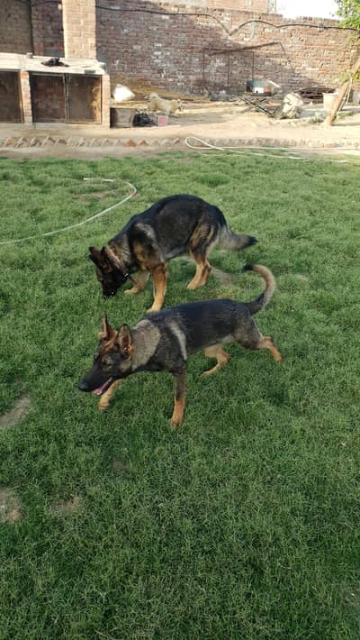 DDR Working line German shepard