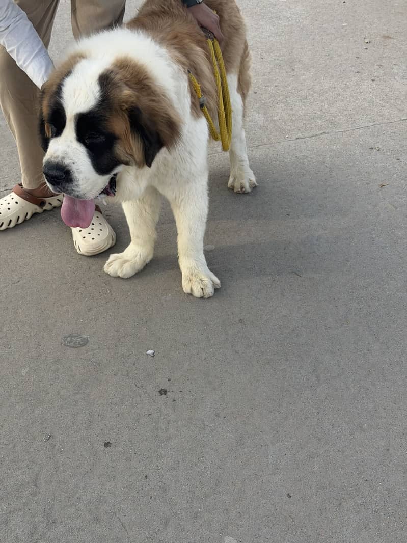 Friendly dog 0