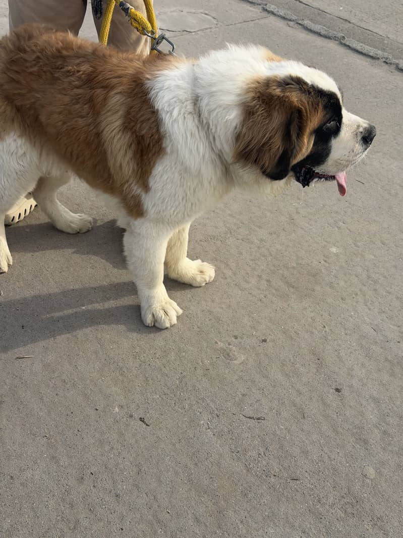 Friendly dog 1