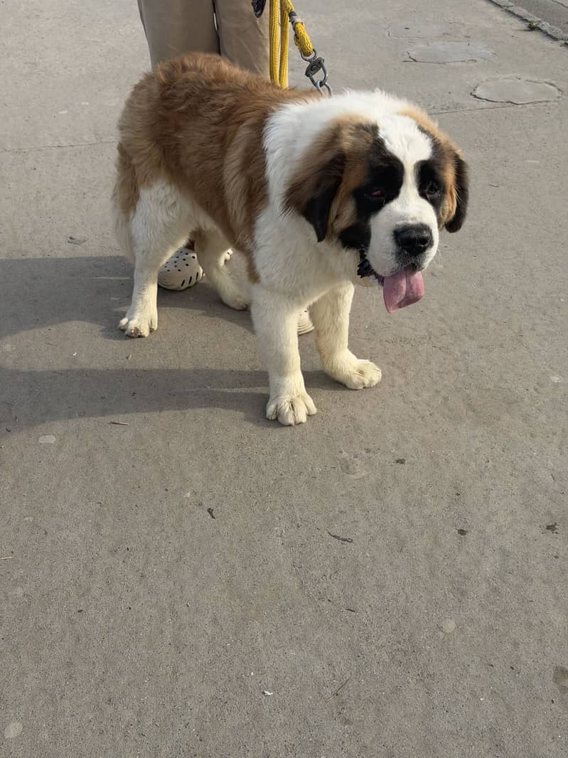 Friendly dog 2