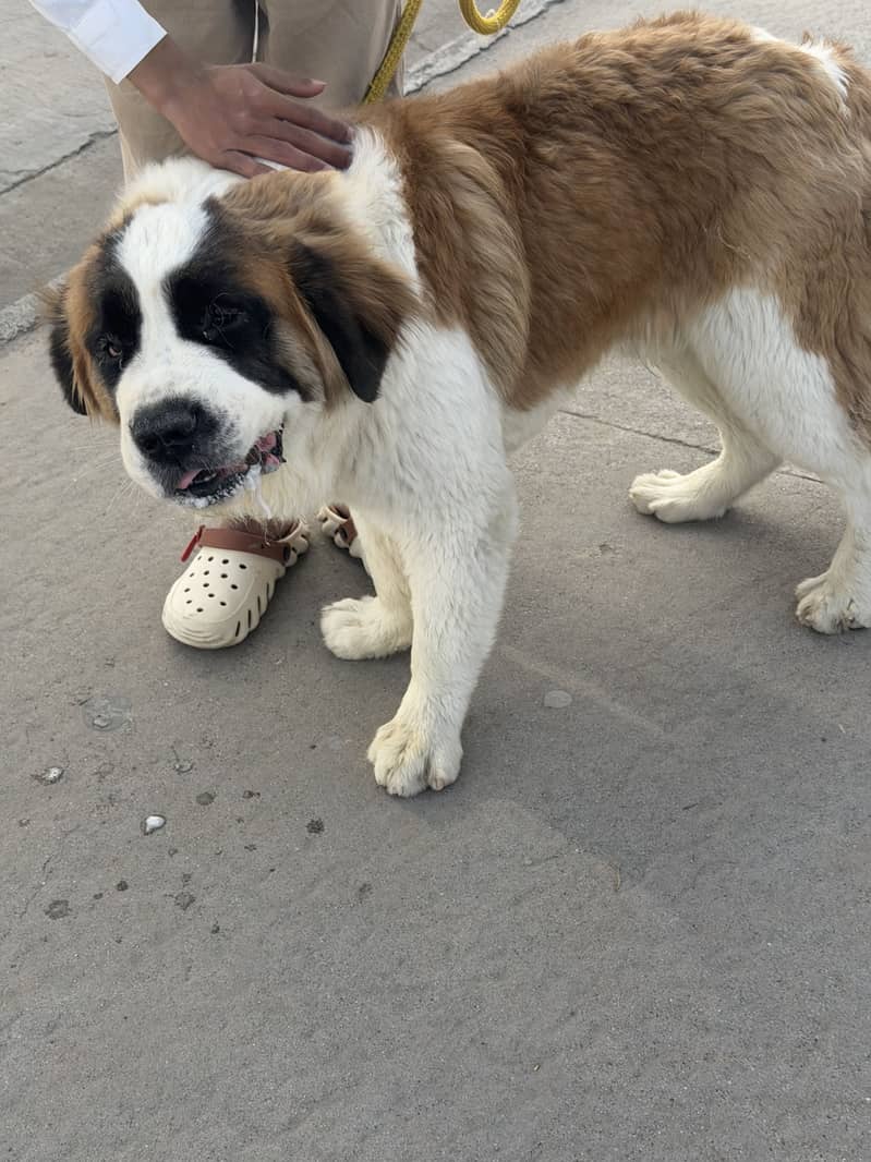 Friendly dog 3