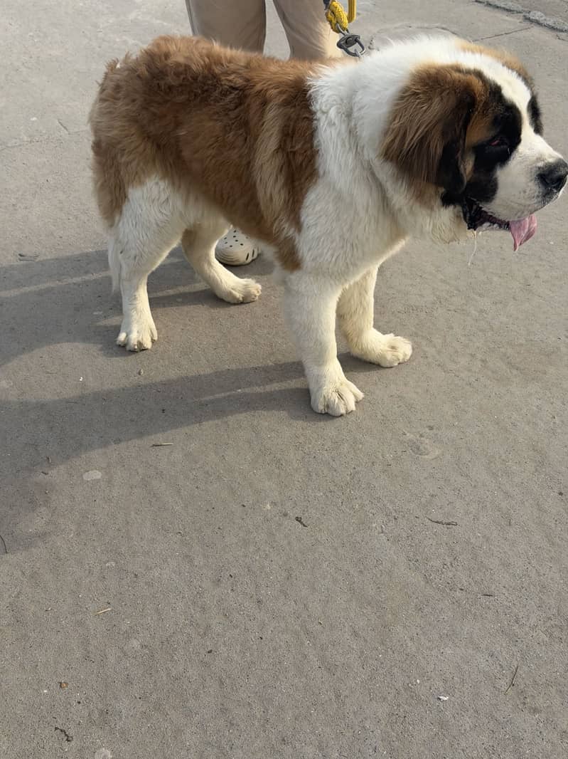 Friendly dog 4